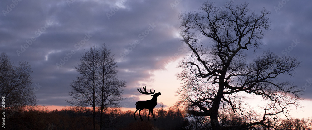 The adult male deer on a background of dawn autumn forest, wildlife