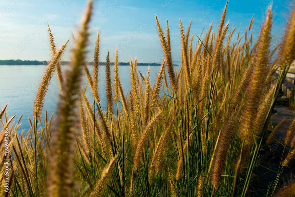 Sunset Landscape Scene With Tall Grass Sunset Landscape Scene With Tall Grass