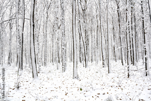 Winter oak forest in snow with oak leaves on snow