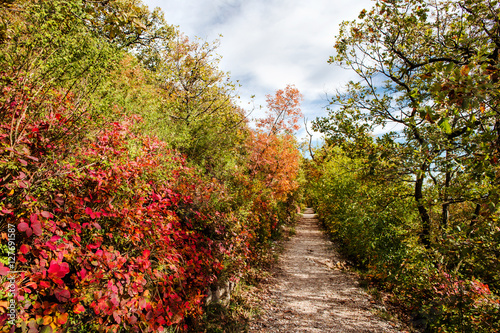 bucolic walk in autumnal karst forest