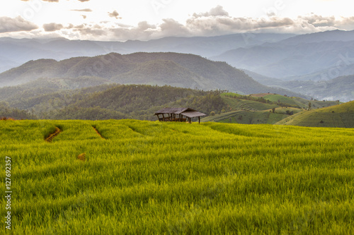 Green Terraced Rice Field in Pa Pong Pieng