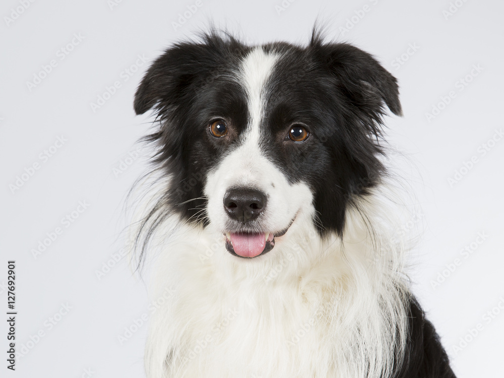 Border collie dog portrait. Image taken in a studio. Border collie dog portrait. Image taken in a studio.