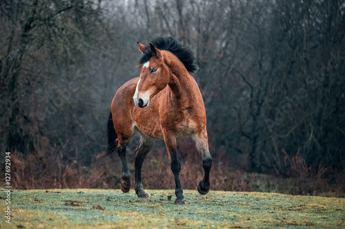 Wild dirty free horse mustang  © julia_siomuha
