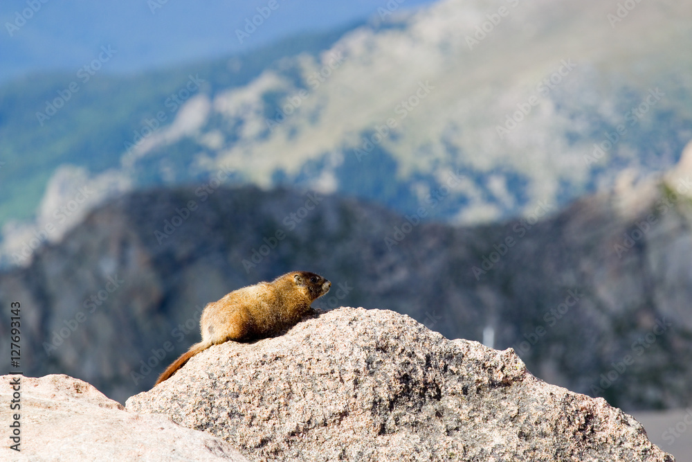 Marmot on Mount Evans Colorado