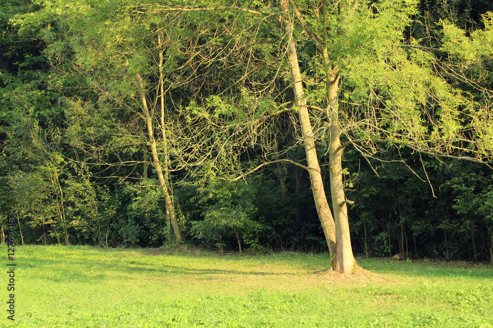 Fototapeta premium Tree and nature