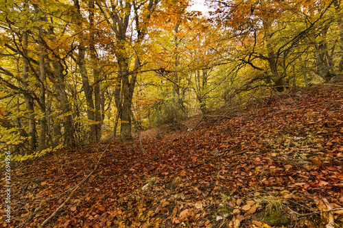 Bosque de hayas situado en la frontera natural entre las provincias de Guadalajara y Segovia (España). Durante la estación de otoño se puede apreciar en todo su esplendor de colores.