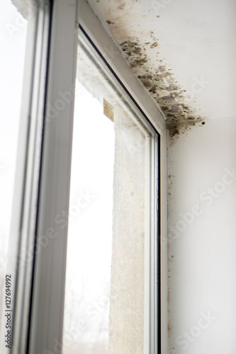 fungus on the windows