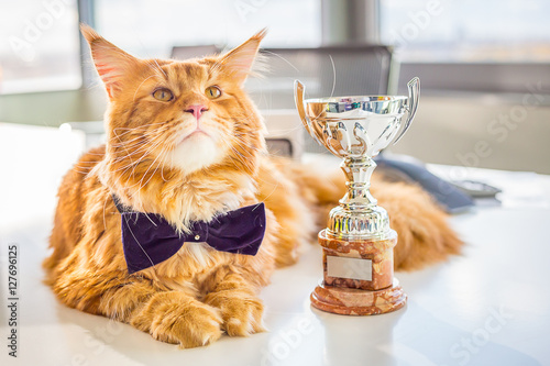 Big Champion Red Maine Coon Cat lying on the White Table with His Golden Trophy, Close-up Horizontal View photo