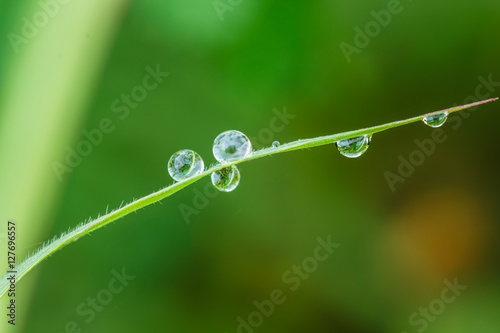 Dew drops on leaves