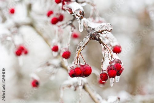 red frozen berries in the ice
