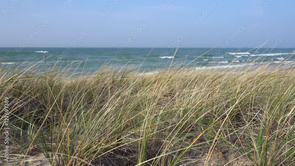 Beach grass and sand dunes against blue sky Beach grass and sand dunes against blue sky