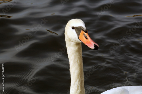 Fototapeta Naklejka Na Ścianę i Meble -  swan