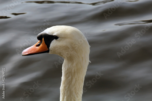 Fototapeta Naklejka Na Ścianę i Meble -  swan in detail