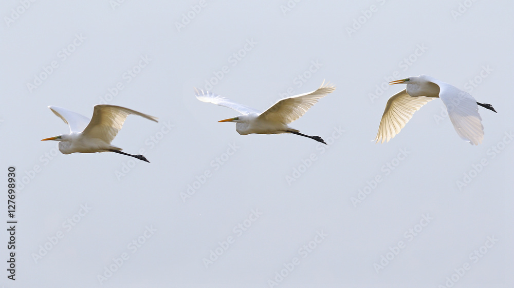 The flight of the white great egret, egretta alba The flight of the white great egret, egretta alba