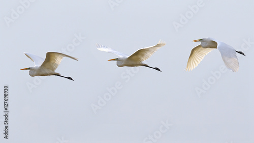 The flight of the white great egret, egretta alba
