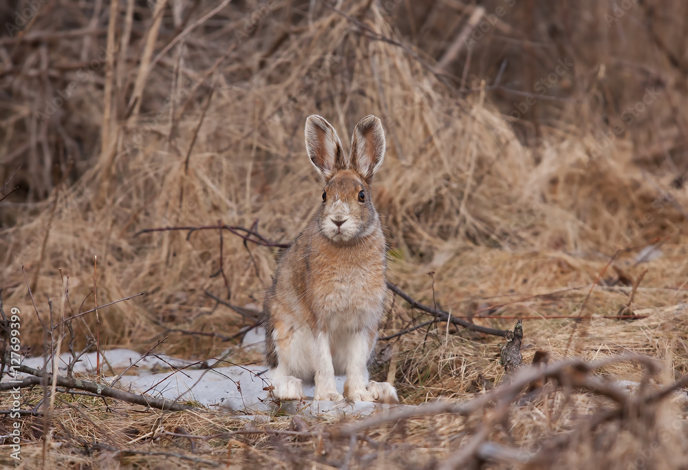 Snowshoe hare or Varying hare (Lepus americanus) with brown coat in