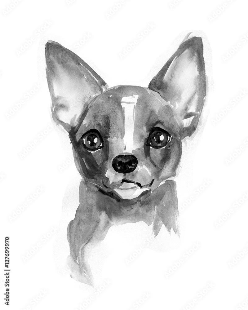 Chihuahua dog, cute face, Chiwawa puppy, watercolor illustration