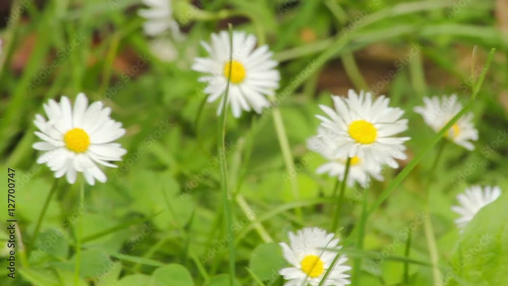 Closeup shot of fresh daises with wildflowers Closeup shot of fresh daises with wildflowers