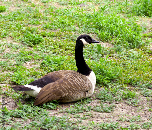 Canadian Goose on green grass