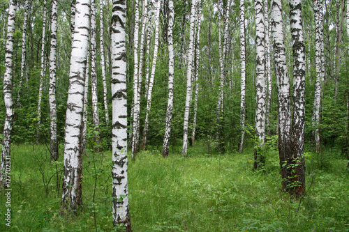 Fototapeta Naklejka Na Ścianę i Meble -  Birch forest