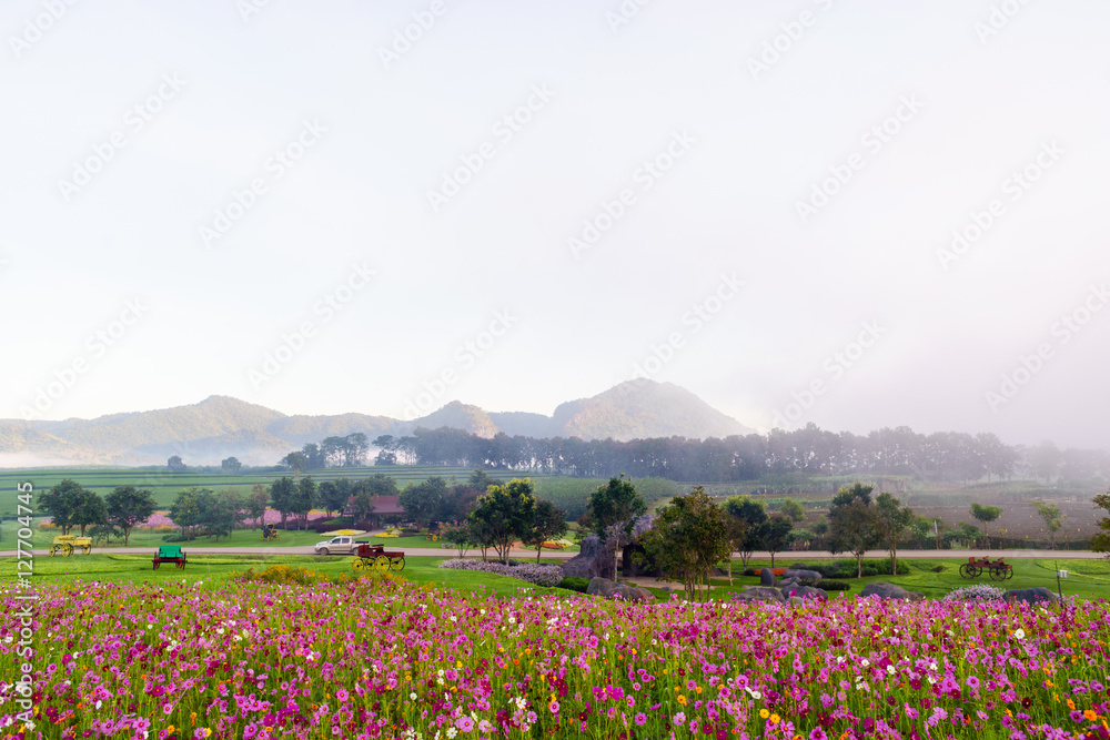 cosmos flower fields with mountain background. beautiful cosmos field in morning. cosmos flower fields with mountain background. beautiful cosmos field in morning.