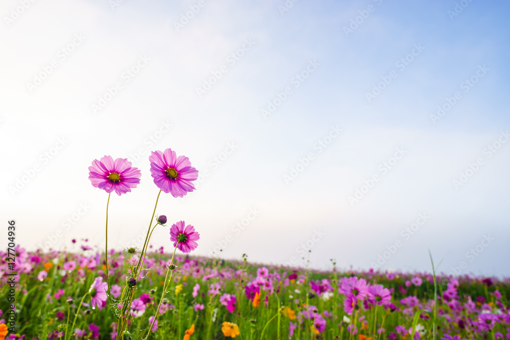 beautiful cosmos field with sky and cloud. pink cosmos flower with sky.