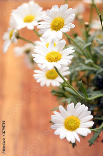 White daisy flowers for background