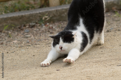 Cat stretching  © Kinoya