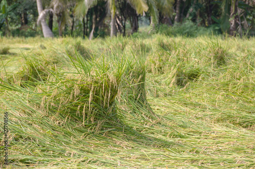 a pattern of Rice fields similar to the waves in the sea.