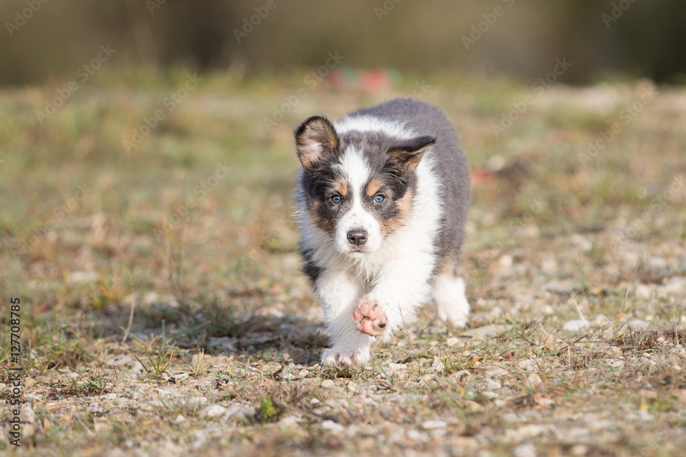 Spielender Border Collie Welpe Spielender Border Collie Welpe