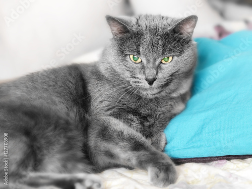 Gray cat on blue pillow