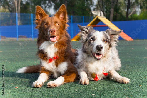 Photography Two purebred dogs (border collies) in the background of the platform for training dogs