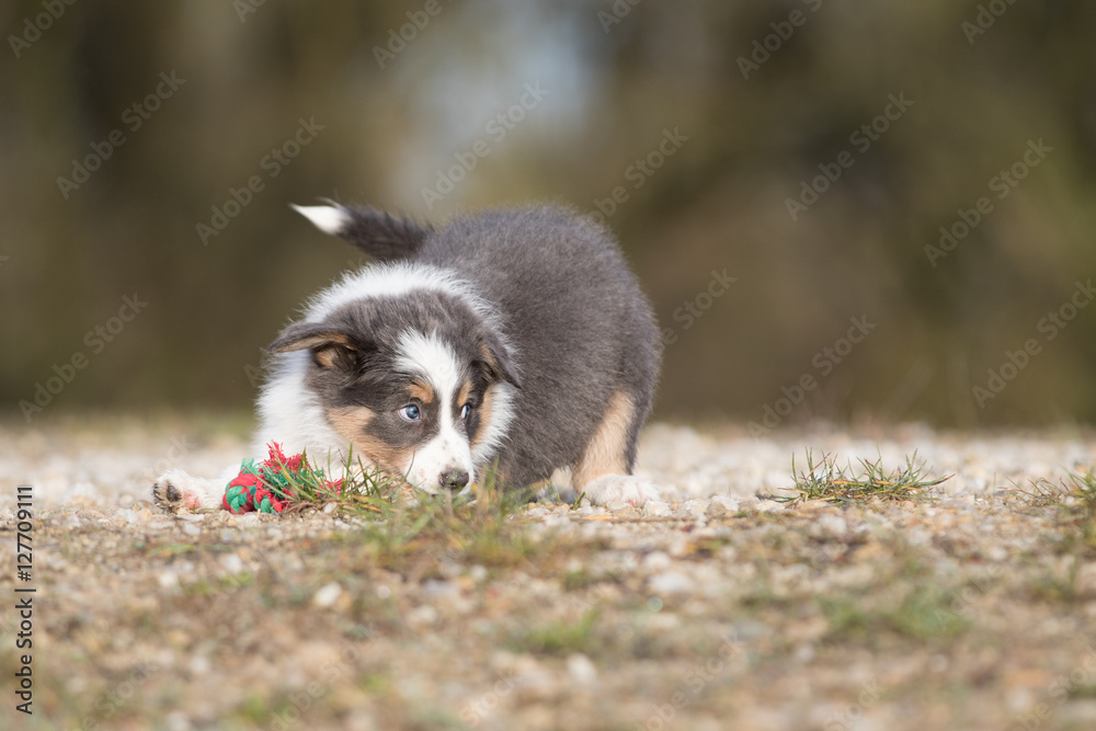 Fototapeta premium Spielender Border Collie Welpe