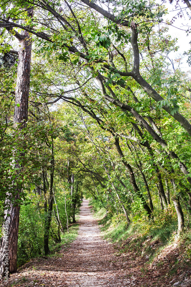 ROMANTIC AND BUCOLIC WALK IN A GREEN FOREST