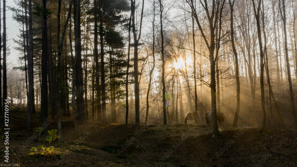 Naklejka premium Horse rays