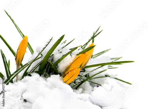 Spring crocuses with snow in the forest on a white background