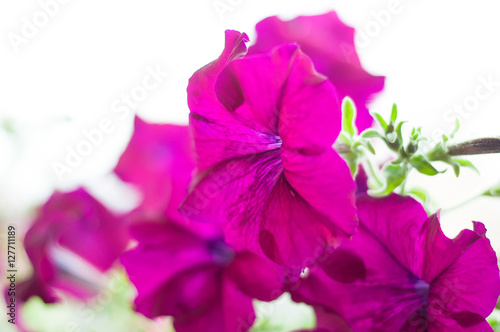 Colored petunia flowers in the garden