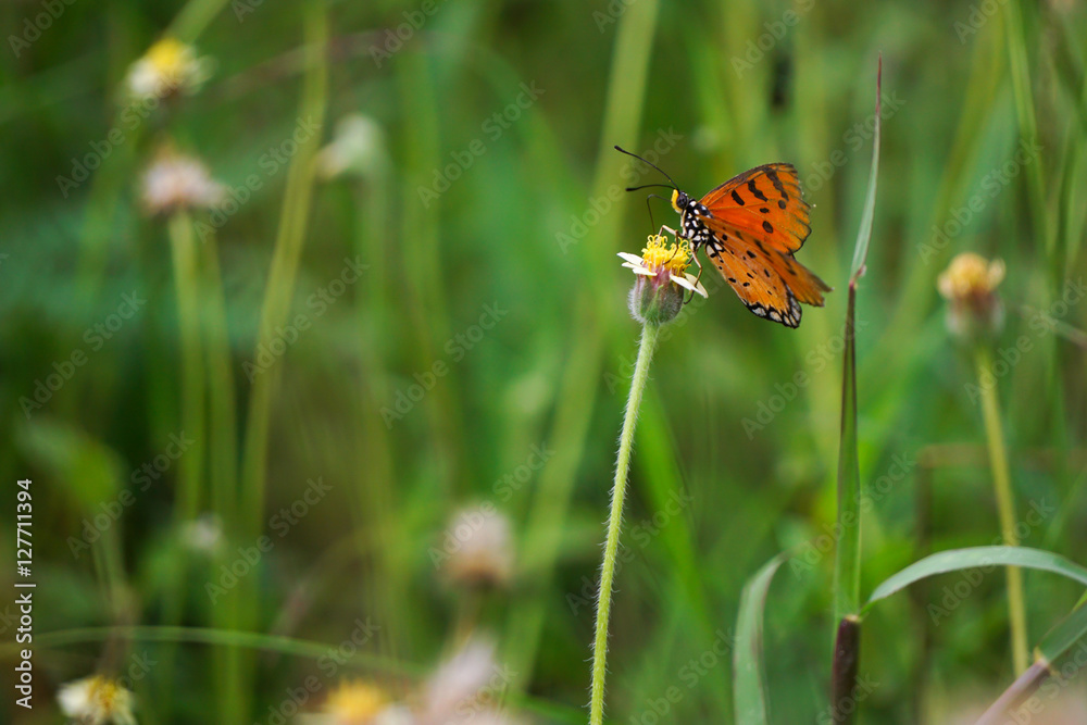 Closeup orange butterfly on flower Closeup orange butterfly on flower