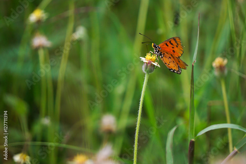 Closeup orange butterfly on flower