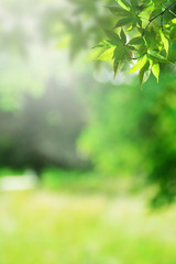 Fresh green nature blur background.
