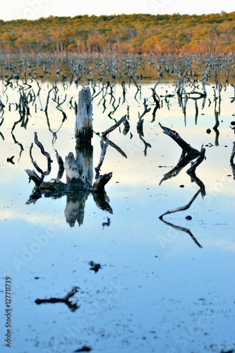 Dead stump in a pond