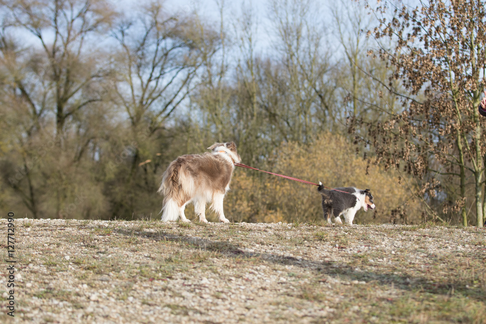 Welpe führt erwachsenen Border Collie an der Leine Welpe führt erwachsenen Border Collie an der Leine