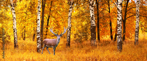 The adult male deer on a background of  autumn forest, wildlife