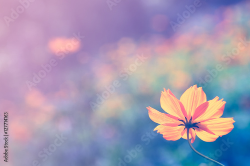 Yellow cosmos flower with color filters, Soft focus. © Tee11