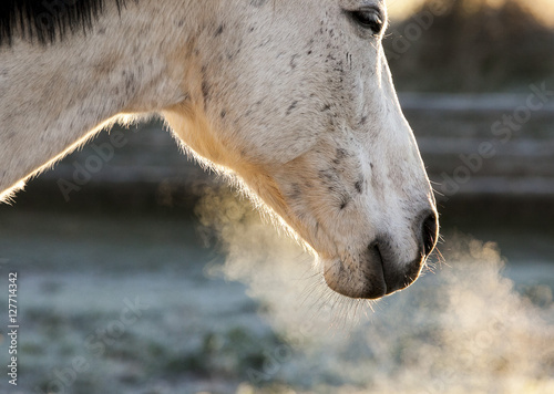 A white horses breath is visible on a frosty day.