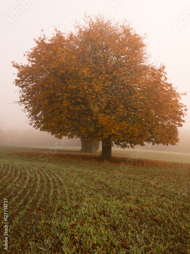 KIRKBY IN ASHFIELD, ENGLAND - OCTOBER 31: Trees in the fog, England. In Kirkby In Ashfield, Nottinghamshire, England. On 31st October 2016. photo