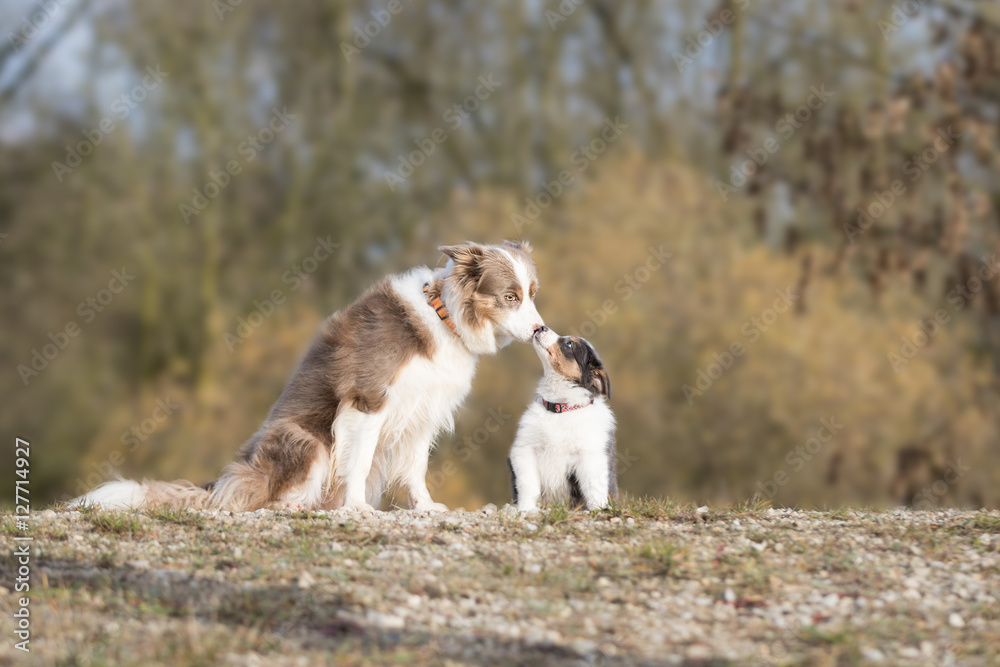 Erwachsener Border Collie und Welpe