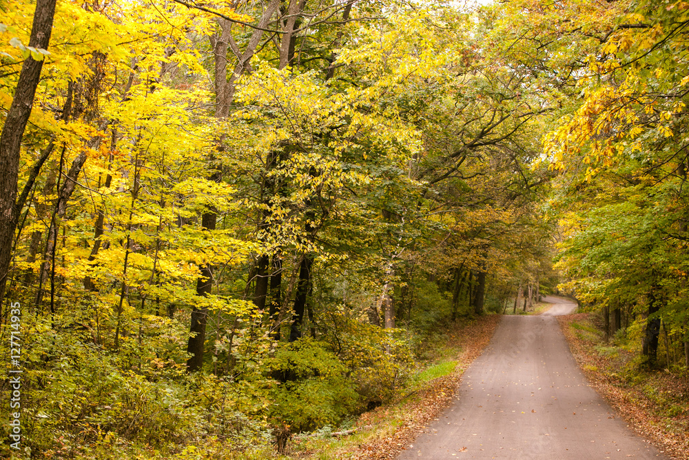 Maple trees in fall along a narrow country lane.