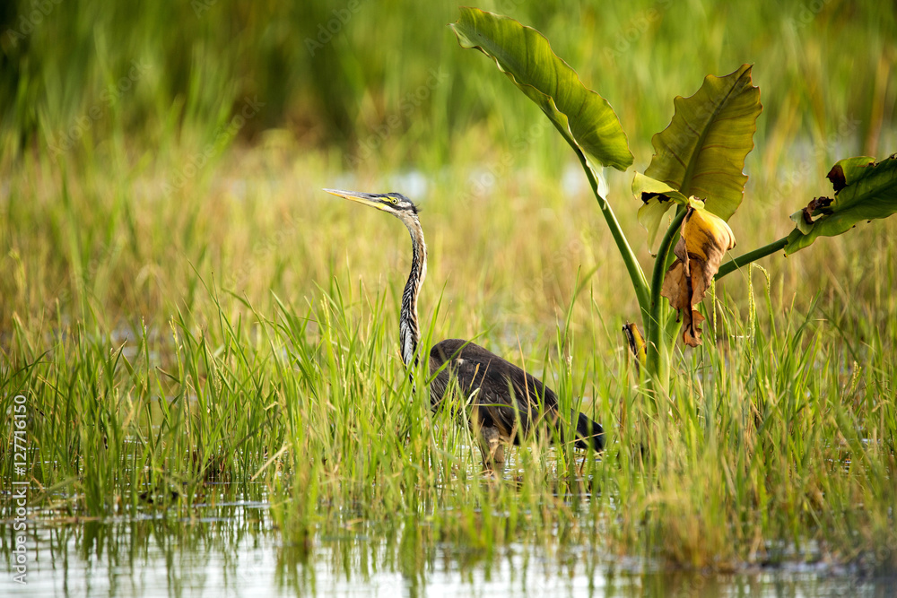 Heron de Humbloti, Ardea humbloti, in the swamps of Madagascar