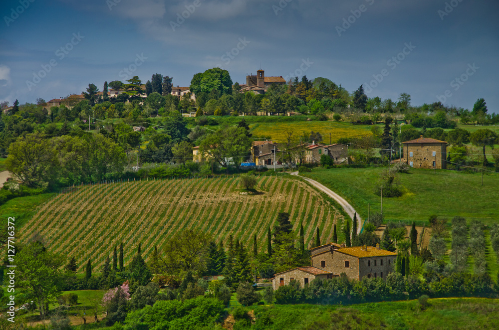 Tuscan vineyards
